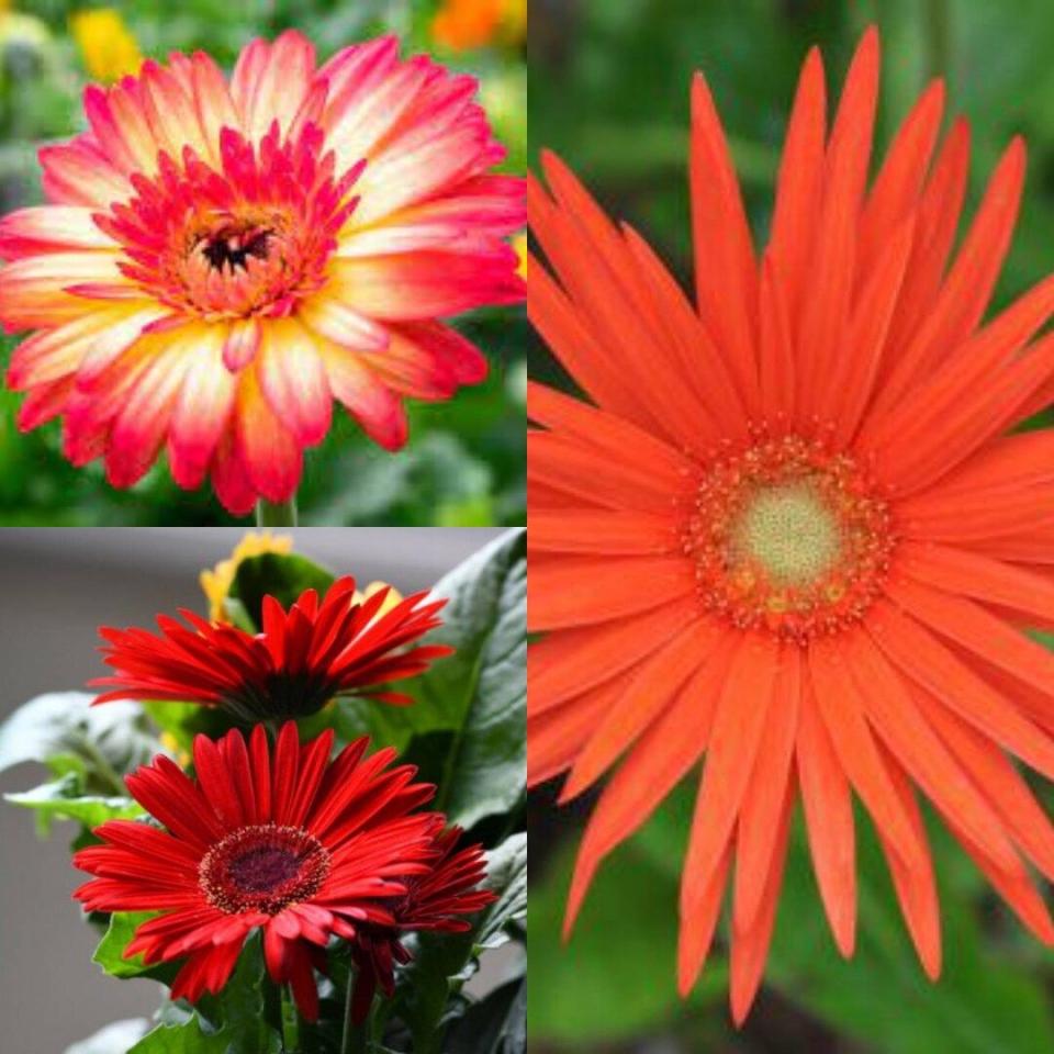 13) Barberton Daisy