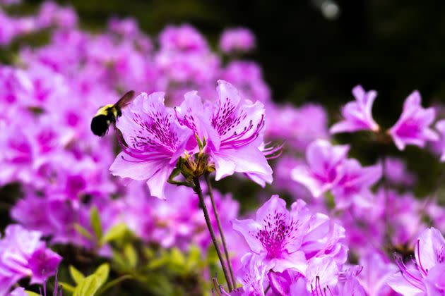 Be careful that your cat or dog does not eat this flower in large quantities. (Photo: Catherine McQueen via Getty Images)