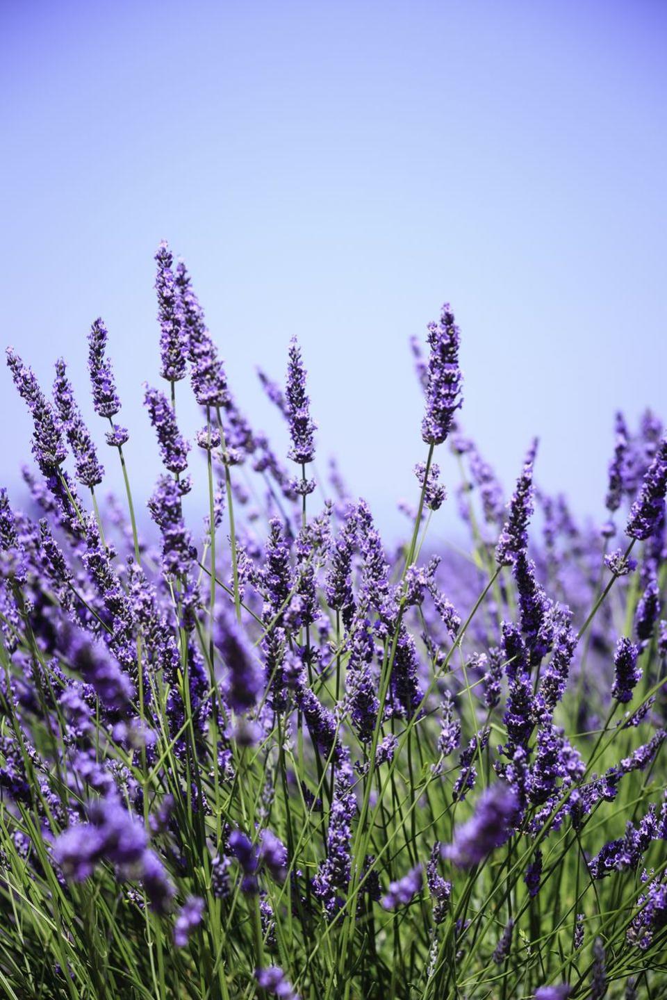 flower meanings, lavender 