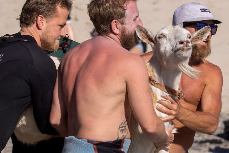 Pismo the surfing goat is lifted onto a large surfboard before surfing with kids in San Clemente, California