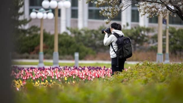 A photographer snaps pictures of daffodils at Major's Hill Park in downtown Ottawa. Andrew Lee/CBC
