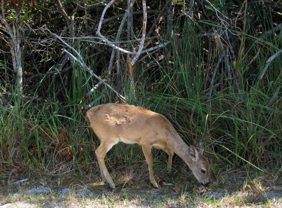 This February 2013 photo shows a Key deer in the National Key Deer Refuge in the Florida Keys. It’s not unusual to spot the tiny animals with white tails by the side of the road or wandering on trails in the 8,000-acre National Key Deer Refuge in the vicinity of Big Pine and No Name Keys. The animals are endangered species. (AP Photo/Beth J. Harpaz)