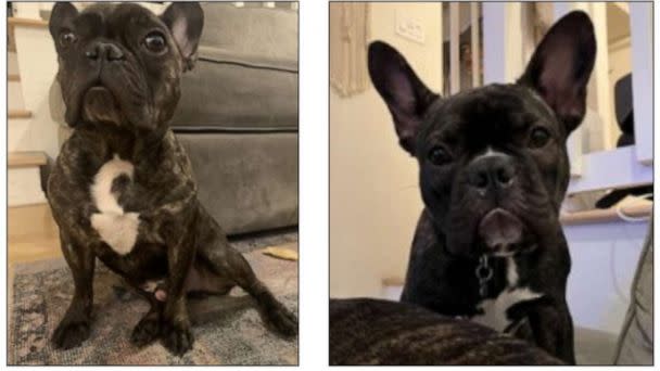 PHOTO: Police shared images of two French Bulldogs that were allegedly stolen during an armed robbery in Los Angeles. (Los Angeles Police Department)