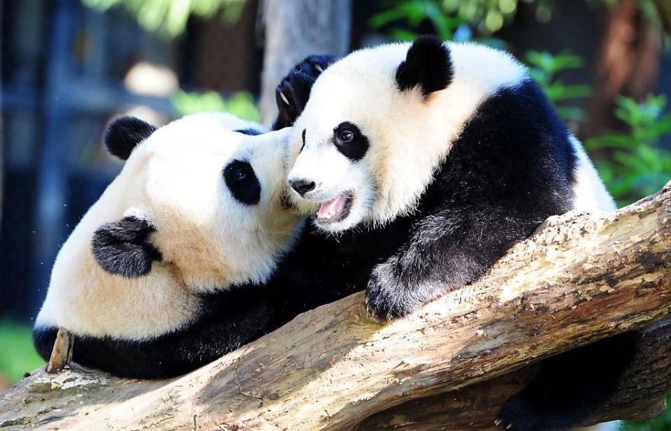 Giant panda Mei Xiang and one of her cubs Bei Bei play in their enclosure Aug. 24, 2016 at the National Zoo in Washington, DC. Bei Bei celebrated his first birthday Aug. 20, 2016.  / Credit: KAREN BLEIER