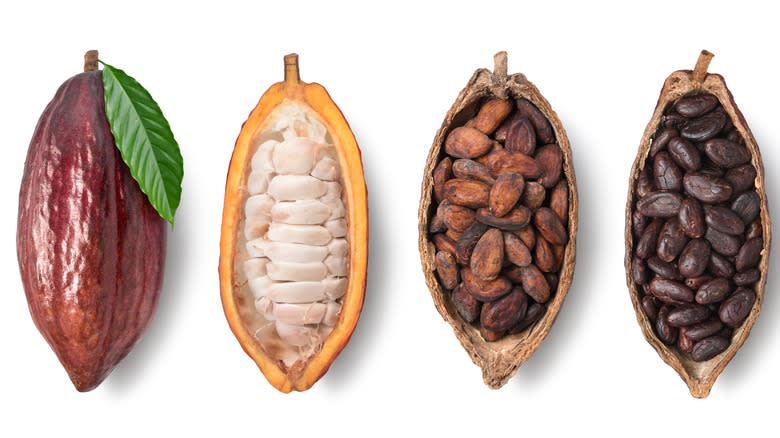 Cocoa bean process shots