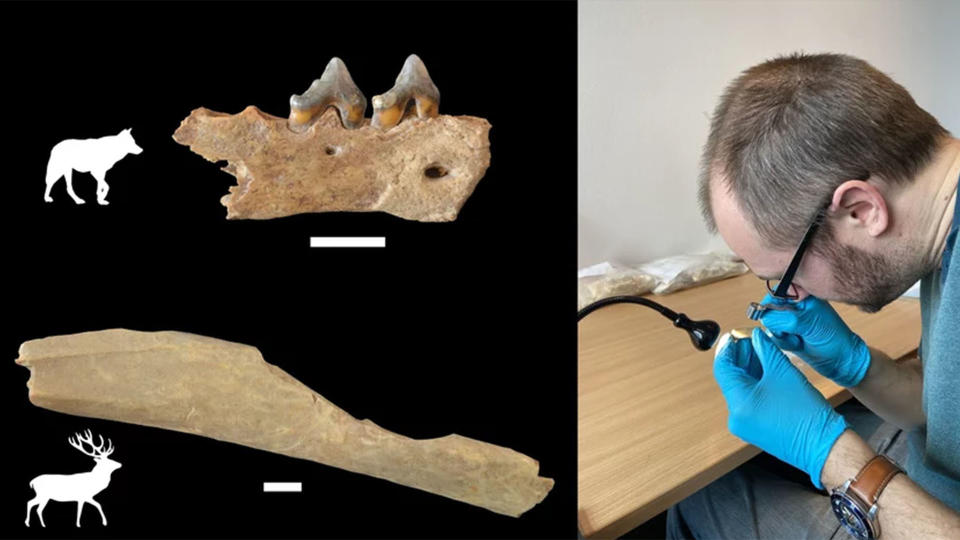 Animal bones from Ranis; a researcher analyzes animal bones in blue latex gloves.