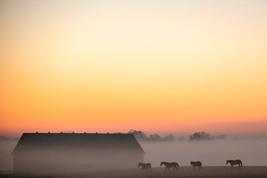 Horses walk through a field at Lantern Hill Farm in Woodford County on Sunday morning. Monday’s forecast calls for mostly sunny skies and a high temperature in the mid-60s, according to the National Weather Service. Ryan C. Hermens/rhermens@herald-leader.com
