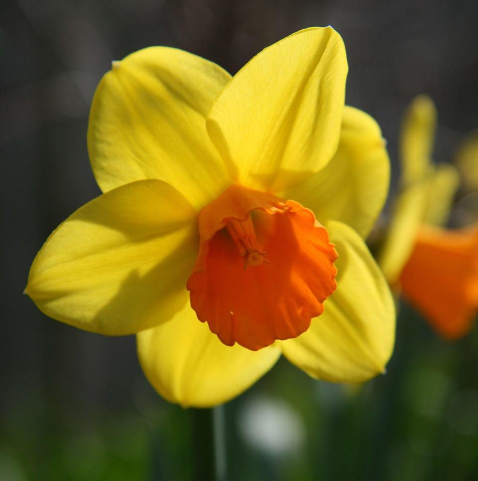 Narcissus ‘Jetfire’