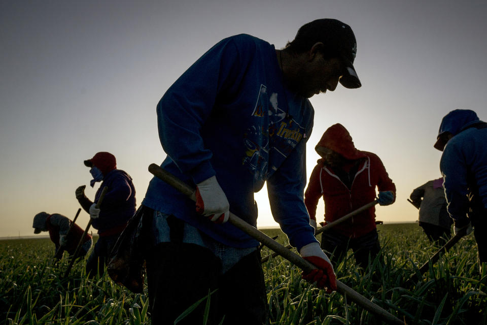 Trabajadores presuntamente indocumentados son contratados por los empresarios estadounidenses sin que estos asuman ninguna responsabilidad/Foto: NYT.