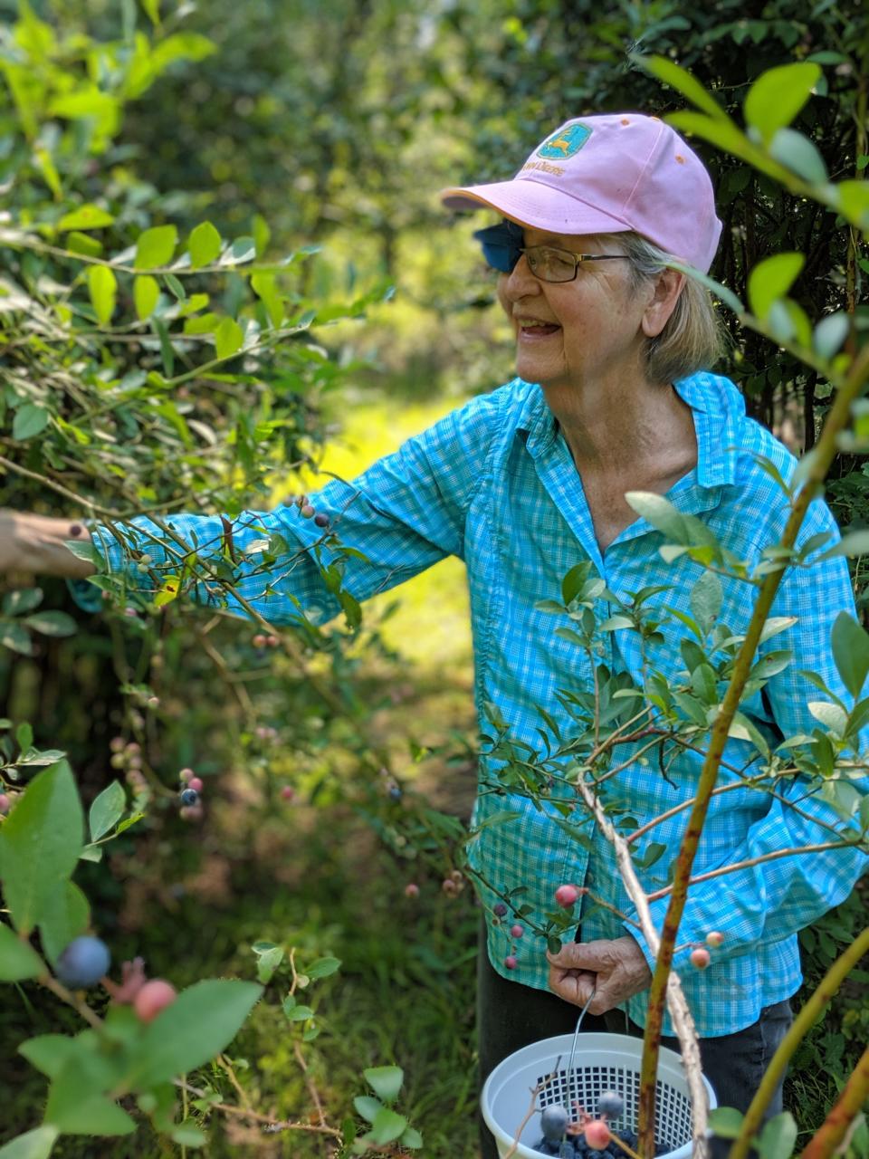 Retired lifestyle and food reporter and editor Carole Chase picking blueberries, an annual tradition.