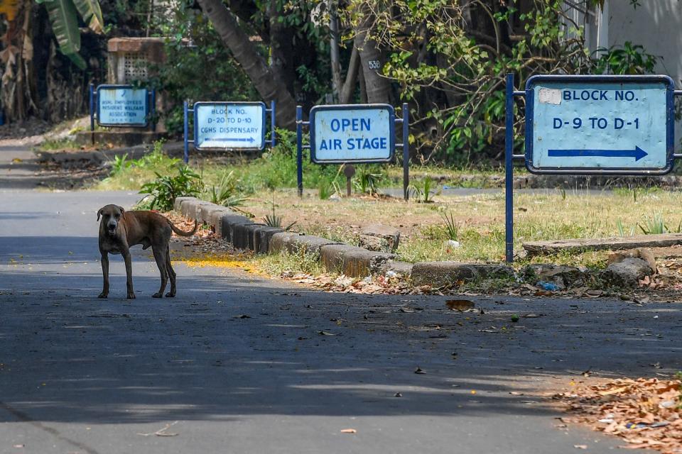 A stray dog stands on a deserted street of a residential area during a government-imposed nationwide lockdown as a preventive measure against the COVID-19 coronavirus in Mumbai on March 26, 2020. (Photo by INDRANIL MUKHERJEE / AFP) (Photo by INDRANIL MUKHERJEE/AFP via Getty Images)