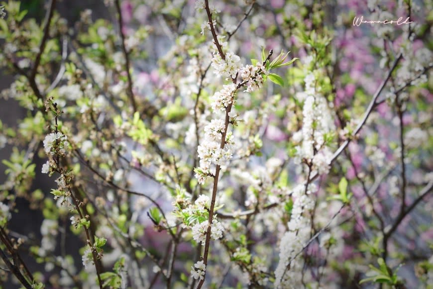 台中后里｜中科崴立櫻花公園