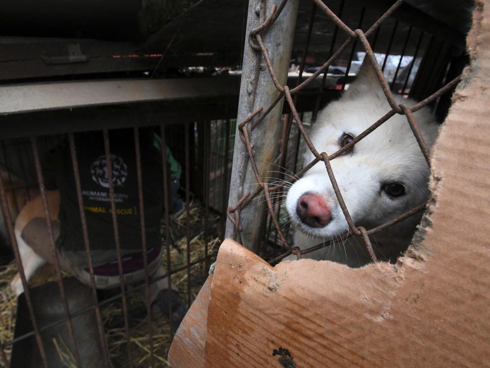 A caged dog looks out during a rescue event following the closure of the farm in Namyangju on the outskirts of Seoul, South Korea.