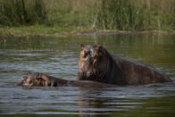 FILE - A pair of hippopotamuses cool off in the Nile river near the waterfalls in Murchison Falls National Park, northwest Uganda, on Feb. 21, 2020. Africa’s national parks, home to thousands of wildlife species are increasingly threatened by from below-average rainfall and new infrastructure projects, stressing habitats and the species that rely on them. Climate change and large-scale developments, including oil drilling and livestock grazing, are hampering conservation efforts in protected areas, several environmental experts say. (AP Photo, File)