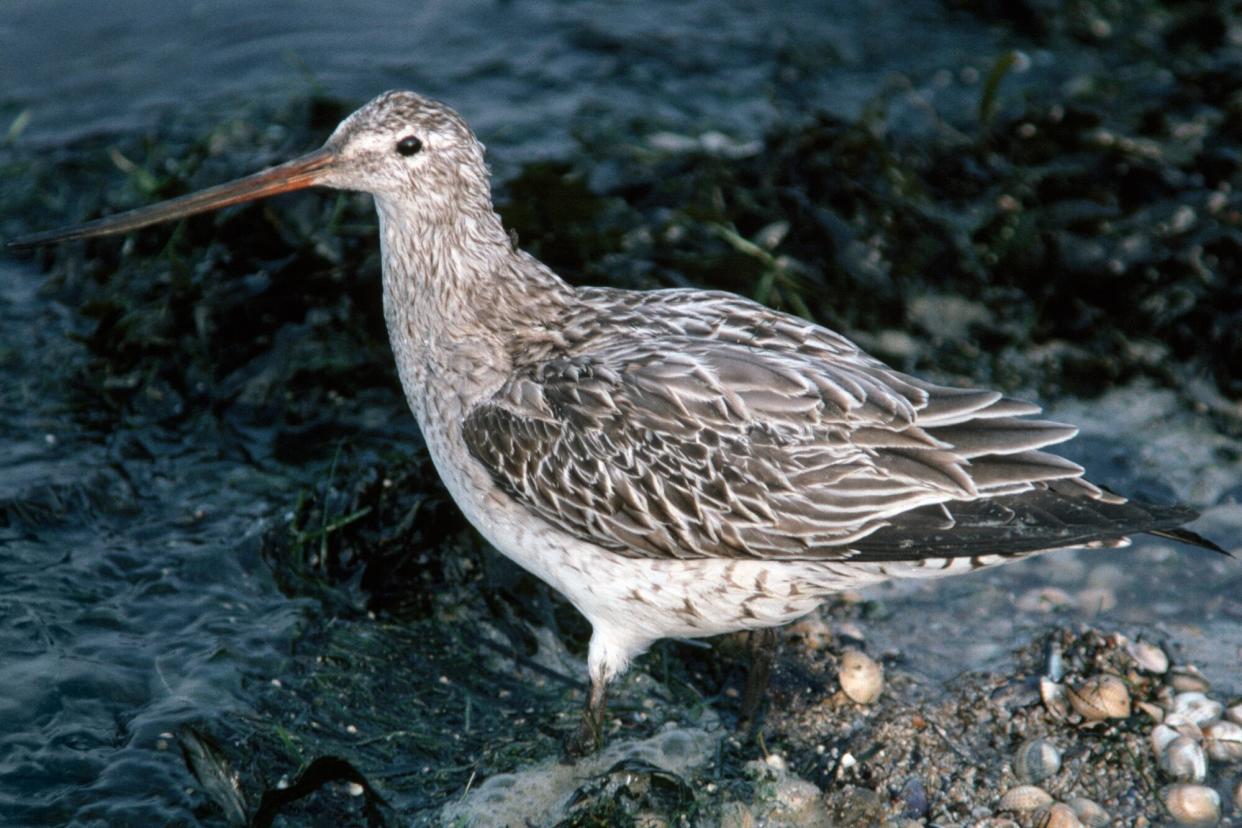 : Bar-tailed godwit (Limosa lapponica), Scolopacidae.