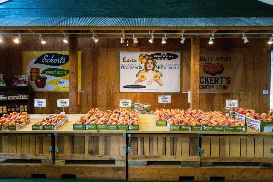 Don’t feel like picking? The Country Store at Eckert’s Orchard in Versailles has plenty of fresh peaches for visitors to purchase, July 29, 2021. This was Eckert’s Orchard’s first year the peach orchard had produced fruit after planting them in 2018.