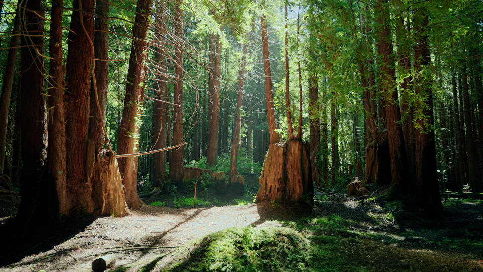 Coast redwoods growing from the roots of the ancient giants on the Russian River Redwoods property. Photo by Smith Robinson Multimedia.