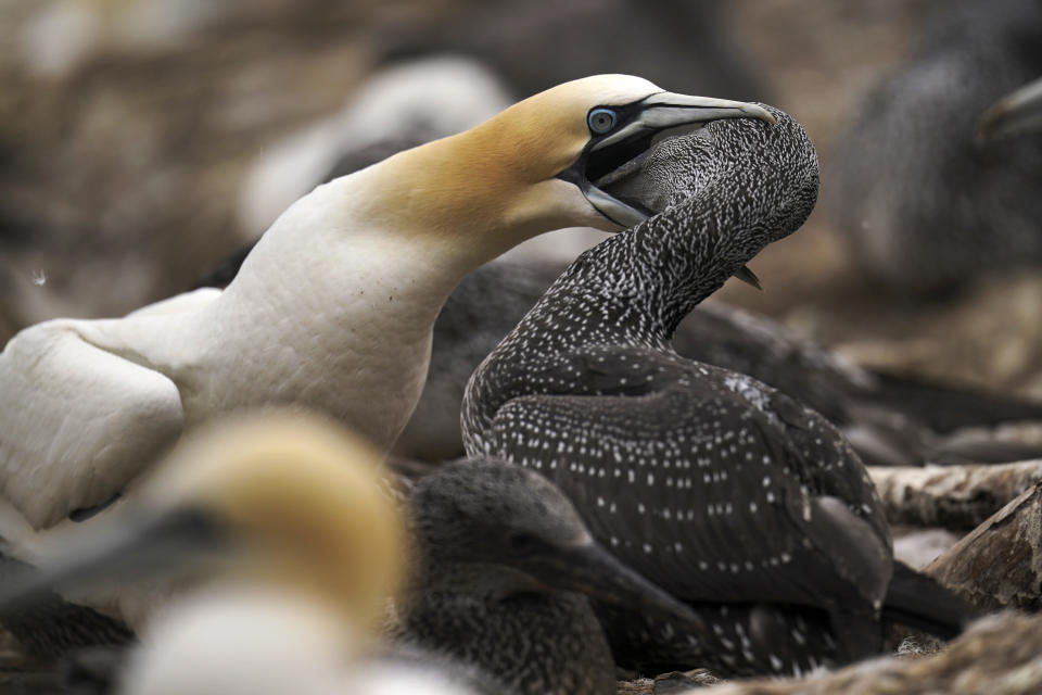 A northern gannet feeds its young bird with regurgitated food on Bonaventure Island in the Gulf of St. Lawrence off the coast of Quebec, Canada's Gaspe Peninsula, Monday, Sept. 12, 2022. Northern gannets are considered sentinels of the marine ecosystem. Their struggles to feed and breed in a warming climate are being closely watched by scientists. (AP Photo/Carolyn Kaster)