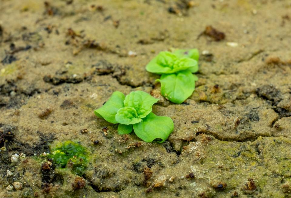 Verbascum blattaria seedlings, a weed commonly called moth mullein, germinated from the 140-year-old Beal Seed experiment, in the growth chamber.