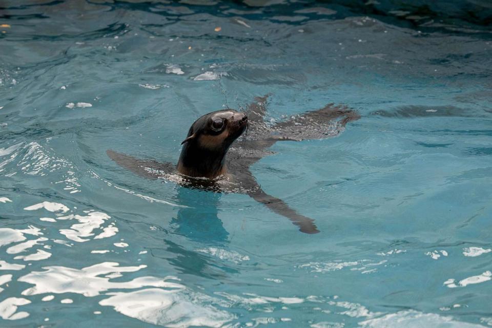 PHOTO: Kayok, a northern fur seal pup rescued in Alaska, is transfered from the ICU to the seal pool at the Mystic Aquarium, Nov. 7, 2023, in Mystic, Conn. (Mystic Aquarium)