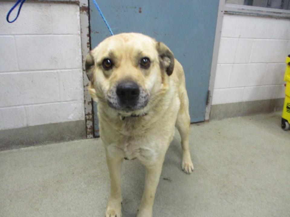 Crisco is a male, 4-year-old Labrador retriever mix at the Oklahoma City Animal Shelter.