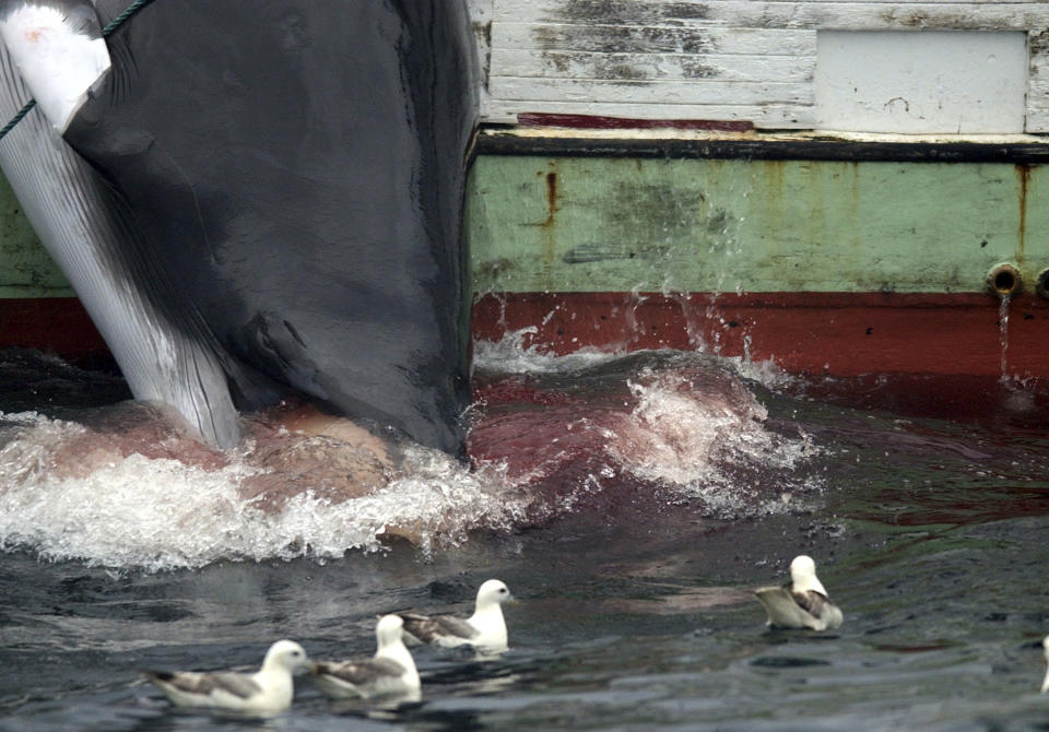 FILE - In this file photo dated Saturday Aug. 23, 2003, Seagulls mill around in search of food as a whale is hauled onto a fishing boat after it was killed in the Atlantic Ocean off the west coast of Iceland. Iceland's whaling industry will be allowed to hunt up to 2,130 whales over the next five years, it is revealed Saturday Feb. 23, 2019, under a new rule issued by the Nordic nation's government. (AP Photo/Adam Butler,FILE)