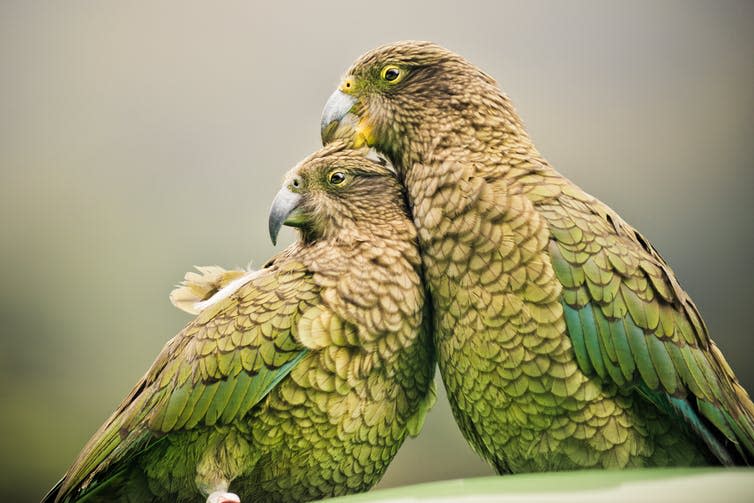 <span class="caption">Don’t be fooled.</span> <span class="attribution"><a class="link " href="https://www.shutterstock.com/image-photo/keas-alpine-parrots-sitting-together-arthurs-163096301?src=x6q_ASLTTMfuVnWpdk7tRw-1-7" rel="nofollow noopener" target="_blank" data-ylk="slk:Shaun Jeffers/Shutterstock;elm:context_link;itc:0;sec:content-canvas">Shaun Jeffers/Shutterstock</a></span>