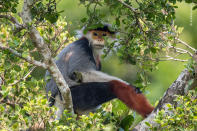 Found only in Vietnam, Laos and Cambodia, the primate is threatened by habitat loss, hunting and trade. Douc langurs eat mostly leaves, seeds, flowers and fruit and live in the canopy–achallenge for a photographer.