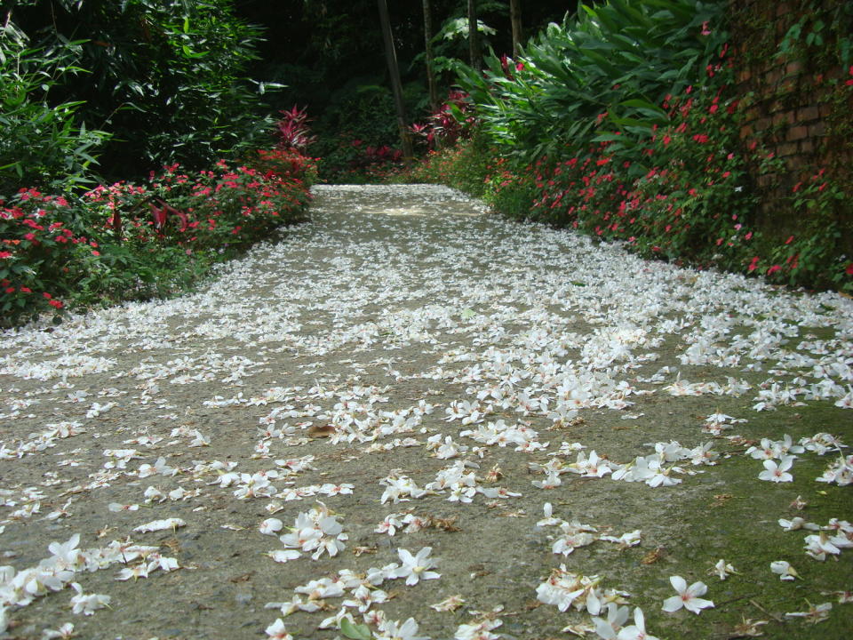 瑞芳四腳亭盛開的桐花步道。   圖：新北市綠美化景觀處提供