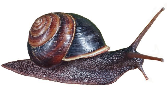 <p>Courtesy of Australia Zoo</p> A closeup photo of the new Australian snail species