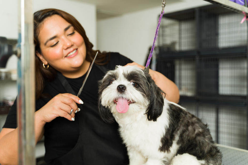 Smiling woman cutting the hair of a beautiful shih tzu dog after a bath and grooming service at the pet spa