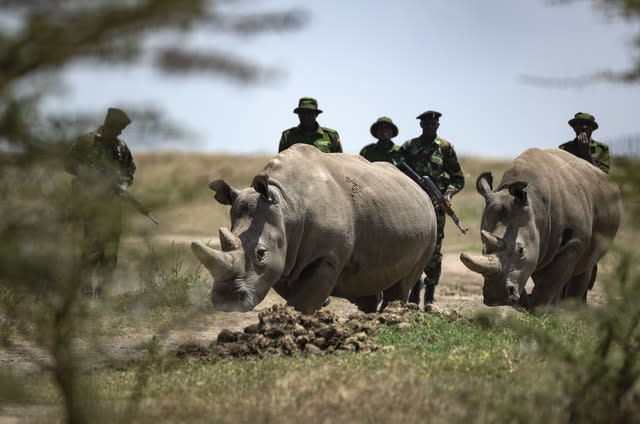 Kenya Rhinos