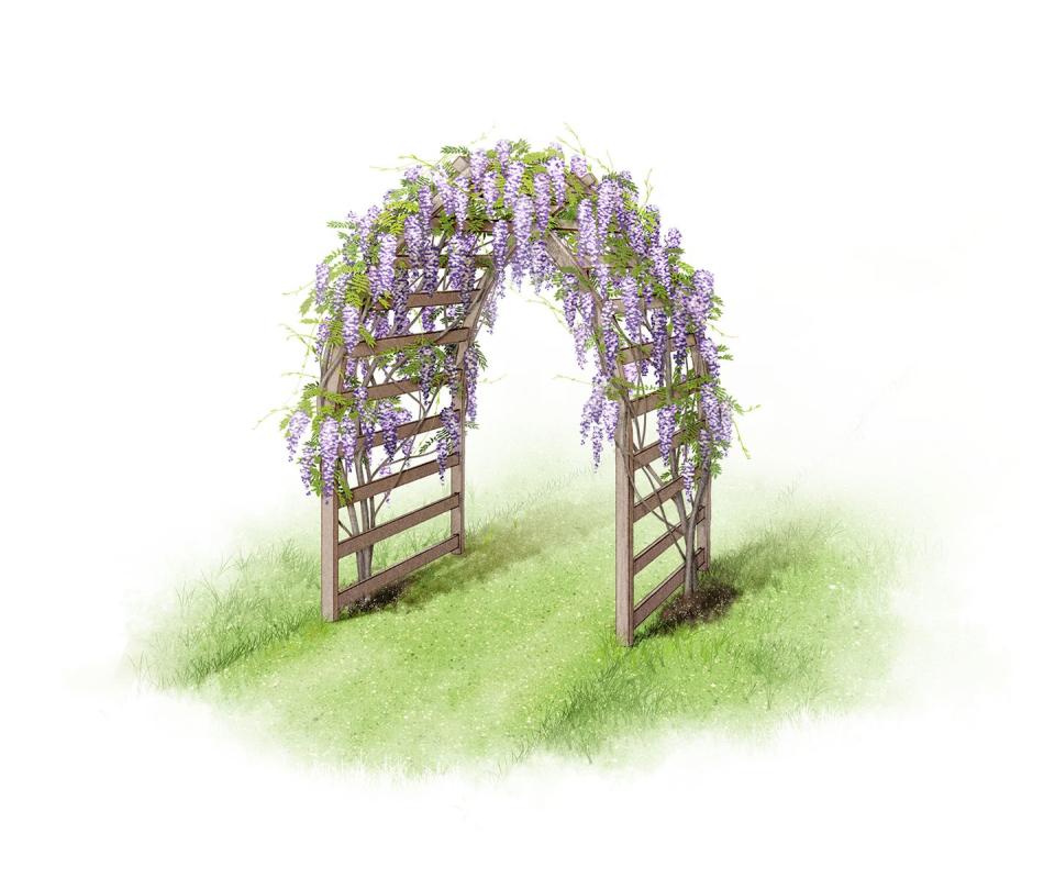 <p>Wood lends itself to a range of arch styles, particularly contemporary designs. You should choose a size in keeping with your garden; for instance, wide or long arches look best in large spaces. Try pairing this design with a bold climber, such as <a href="https://www.housebeautiful.com/uk/garden/plants/a1705/wisteria-planting-pruning-flowering-scale-advice/" rel="nofollow noopener" target="_blank" data-ylk="slk:wisteria;elm:context_link;itc:0;sec:content-canvas" class="link ">wisteria</a>. Its big leaves and dangling racemes of fragrant flowers complement this style best.</p><p><strong>SHOP NOW...</strong> </p><p>• <a href="https://www.amazon.co.uk/Marko-Gardening-Pergola-Feature-Trellis/dp/B01CGPJ22S/" rel="nofollow noopener" target="_blank" data-ylk="slk:Marko Gardening Garden Arch via Amazon;elm:context_link;itc:0;sec:content-canvas" class="link ">Marko Gardening Garden Arch via Amazon</a></p><p>• <a href="https://www.waitrosegarden.com/product/_/woodland-arch/classid.2000034801/" rel="nofollow noopener" target="_blank" data-ylk="slk:Woodland arch via Waitrose & Partners Garden;elm:context_link;itc:0;sec:content-canvas" class="link ">Woodland arch via Waitrose & Partners Garden</a></p><p>• <a href="https://www.wayfair.co.uk/garden/pdp/sol-72-outdoor-egham-pergola-arch-u001225091.html" rel="nofollow noopener" target="_blank" data-ylk="slk:Egham Pergola Arch via Wayfair;elm:context_link;itc:0;sec:content-canvas" class="link ">Egham Pergola Arch via Wayfair</a></p>