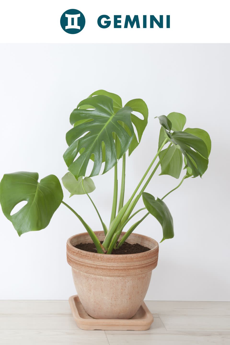 Gemini : Philodendron