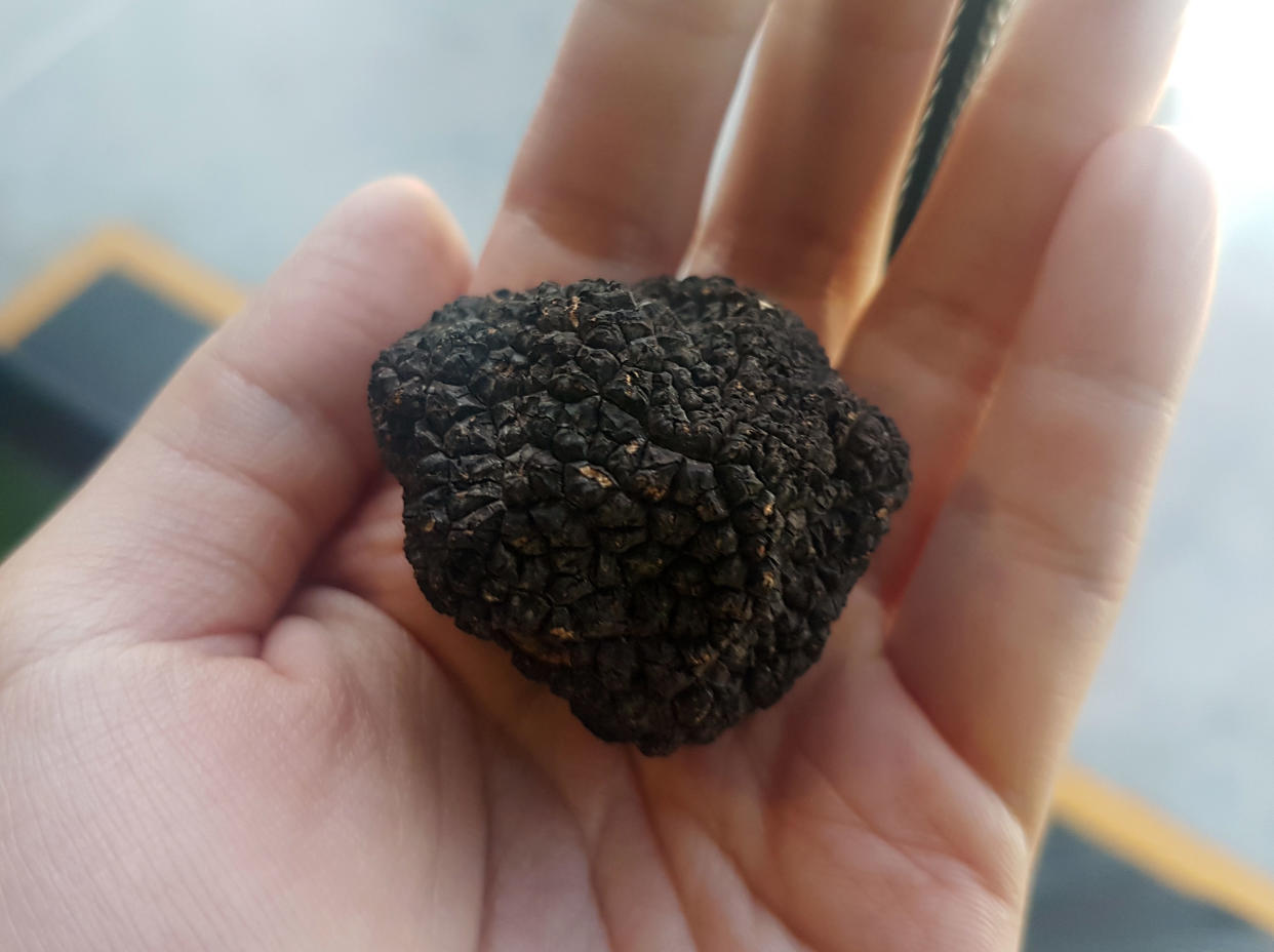 It may take five to six years for Singapore to see its home-grown truffles – such as the black summer truffle seen here – emerge. (PHOTO: Yahoo News Singapore / Wan Ting Koh)