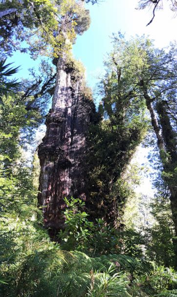 PHOTO: An Alerce (Fitzroya cupressoides) is pictured in a forest at the Alerce Costero National Park in Los Rios, Chile, April 29, 2018. (Jonathan Barichivich/Handout/via Reuters, FILE)