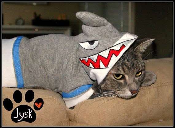 3. Cat Shark