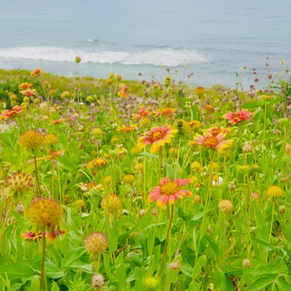 新北市石門區風箏公園與海景相襯的天人菊花海美不勝收。新北市政府提供