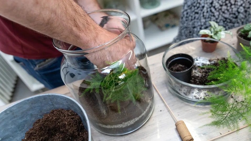 terrarium making