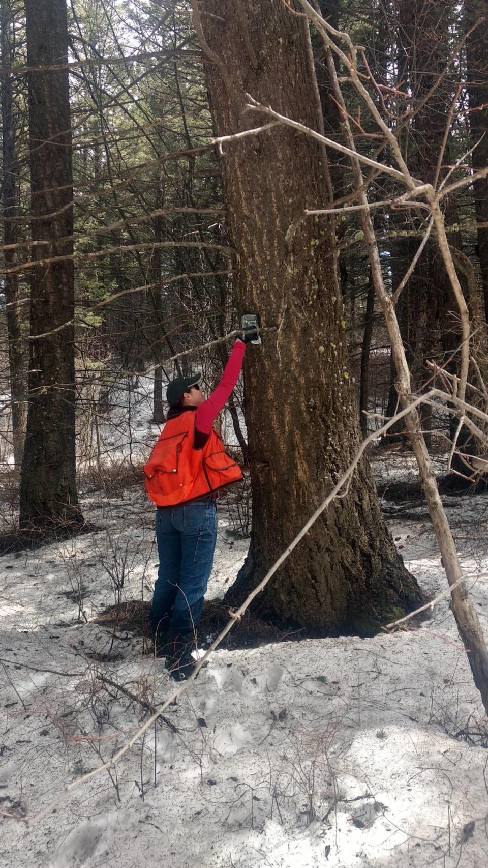 Erika Eidson, Idaho Department of Lands, applying MCH to a Douglas-fir tree in 2018.