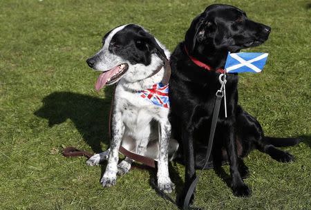 Dogs wearing a union flag and a Scottish Saltire are seen at the Birnam Highland Games in Scotland August 30, 2014. REUTERS/Russell Cheyne