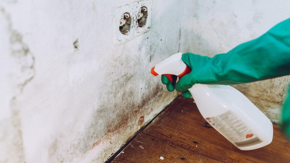 gloved hand points a bottle of cleaning product at a white wall covered in mold