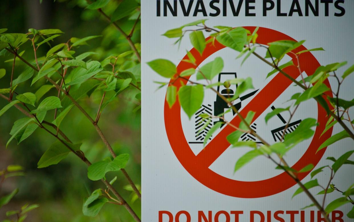 japanese knotweed - Getty images