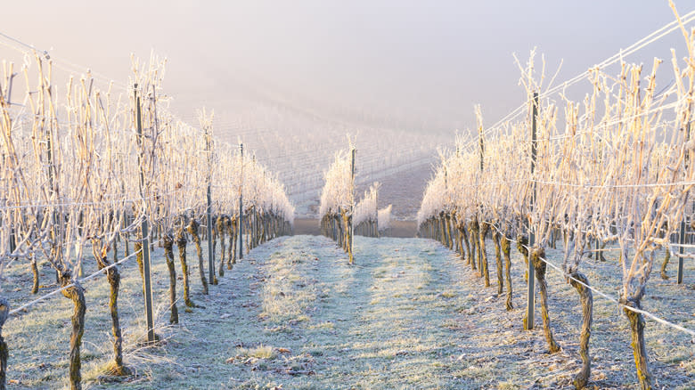 vineyard in winter