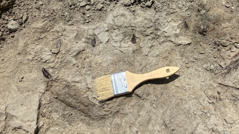 Κατά τη διάρκεια της 11ήμερης ανασκαφής, αποκαλύφθηκε μια κάτω γνάθος του σκελετού του T. rex.  Ο σκελετός ήταν μόνο περίπου 30% ολοκληρωμένος.  - Ευγενική προσφορά του Μουσείου Φύσης και Επιστήμης του Ντένβερ