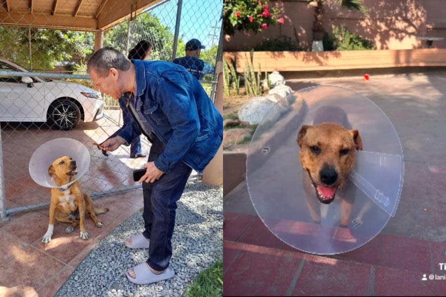 Juanchito, el perrito abandonado por Caffenio en Tijuana es adoptado por hija de Julio César Chávez 