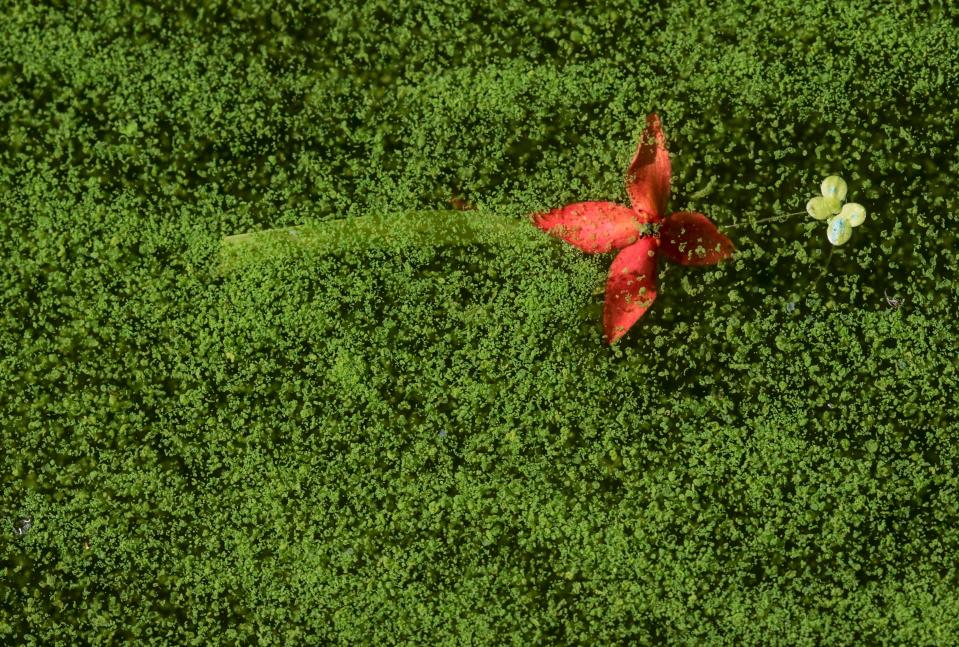 The bloom of a fallen flower floats in an algae-covered canal near the Midpoint Bridge in Cape Coral in September 2018.