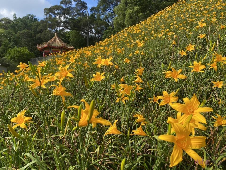 花壇鄉虎山巖金針花第2波花潮的到來，現在正處於爆開期，花況不會輸給第1期的盛況，歡迎大家把握梅雨鋒面來臨前趕快衝一波賞花潮。（圖／記者陳雅芳攝，2023.06.09）