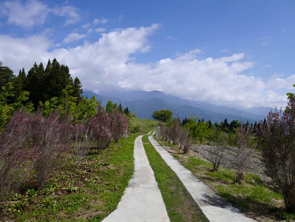 福壽山農場。 （中華旅行社提供）