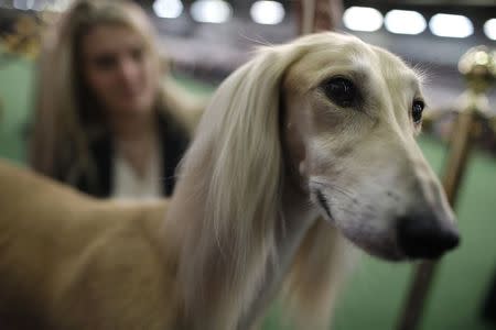 Snapple, a Saluki from Ohio, waits next to the ring before competing in the Hound Group at the 139th Westminster Kennel Club's Dog Show in the Manhattan borough of New York February 16, 2015. REUTERS/Mike Segar